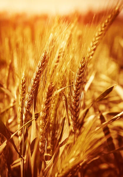 Fundo do campo de trigo — Fotografia de Stock