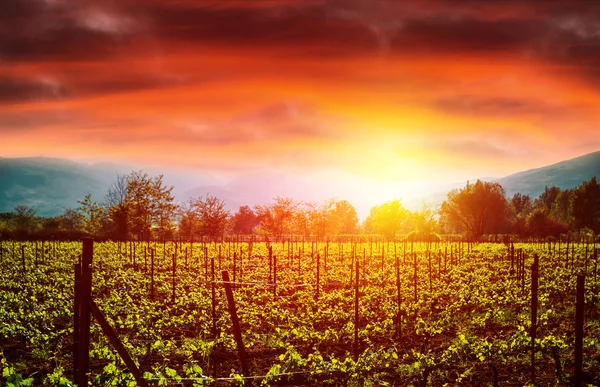 Виноградная долина на закате — стоковое фото