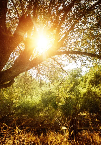 Olivo a la luz del sol — Foto de Stock