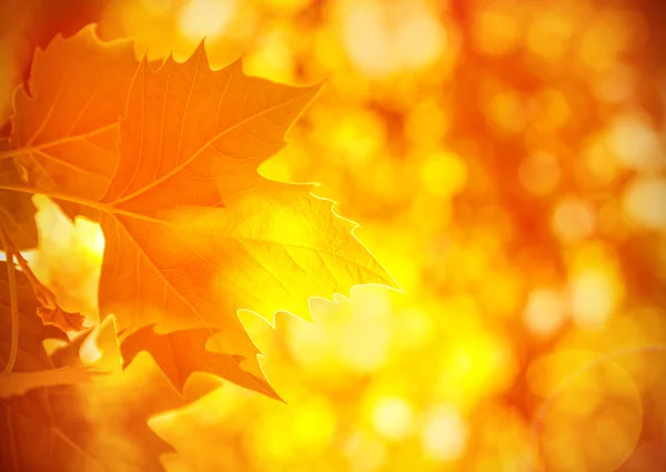 Autumnal foliage background — Stock Photo, Image