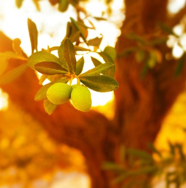 zeytin ağacı