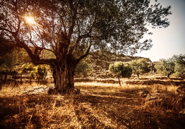 Güzel zeytin ağacı — Stok fotoğraf