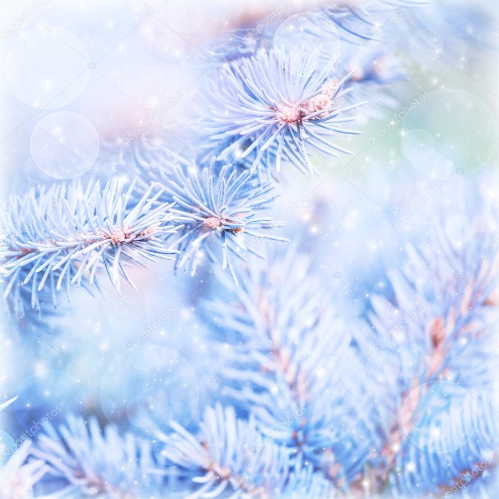 Frozen pine tree background — Stock Photo © Anna_Om #36373643