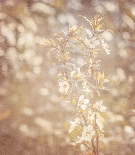 Fondo de floración de primavera — Foto de Stock