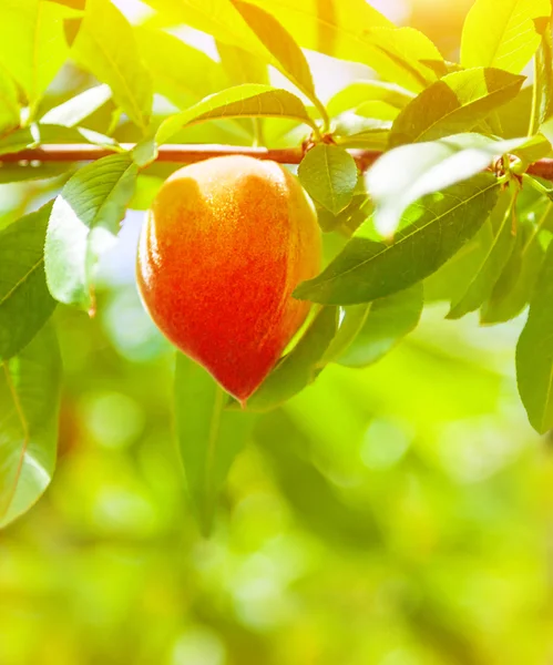 Соковиті персик стиглий — стокове фото