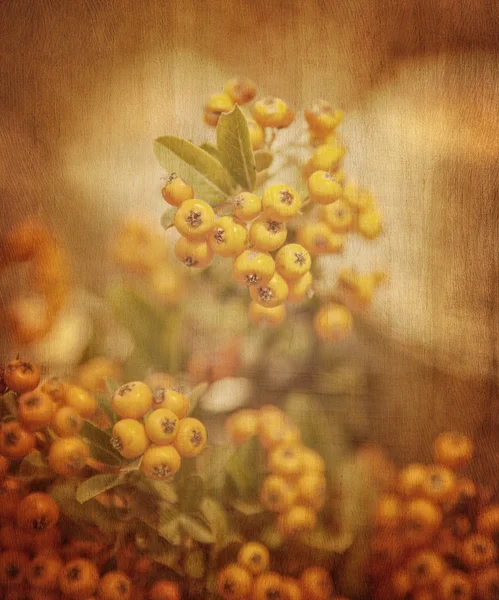 Fondo grunge Rowanberry — Foto de Stock