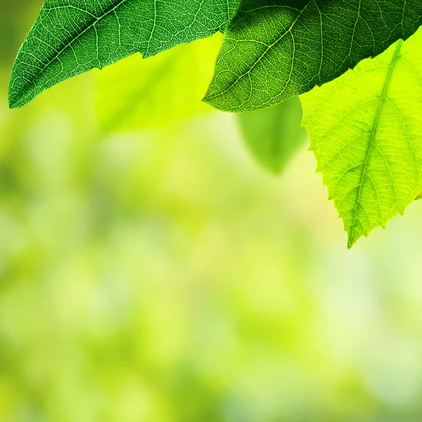 Fronteira das folhas verdes — Fotografia de Stock