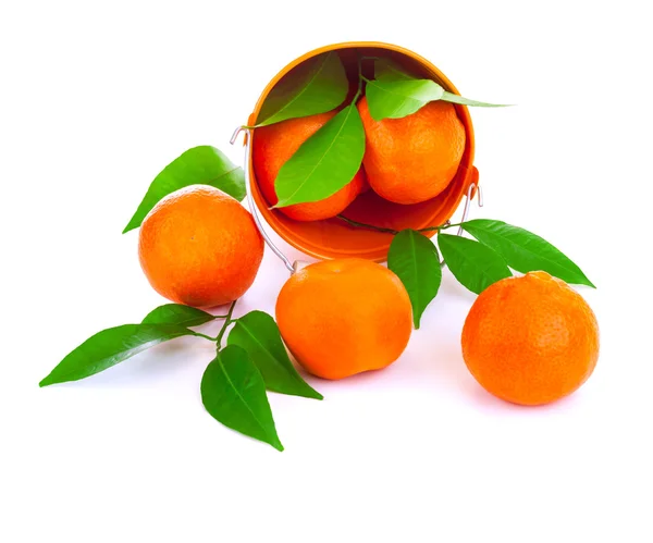 Balde de tangerinas frescas — Fotografia de Stock