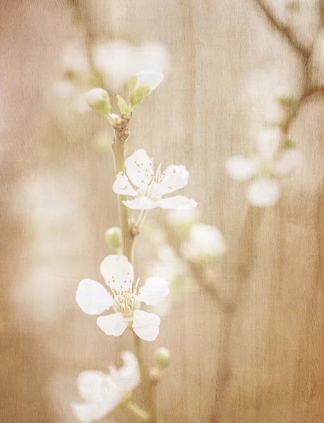 老式美术花卉背景 — 图库照片