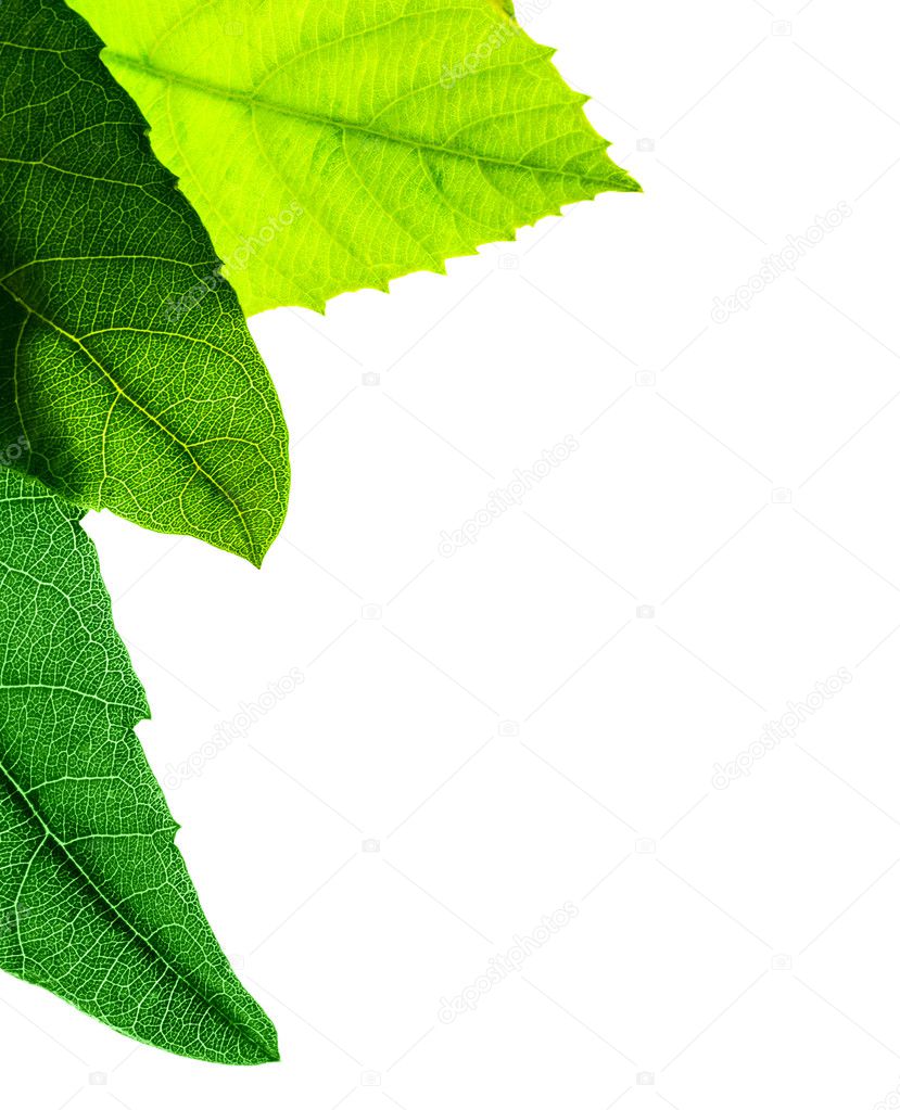 Green leaves border