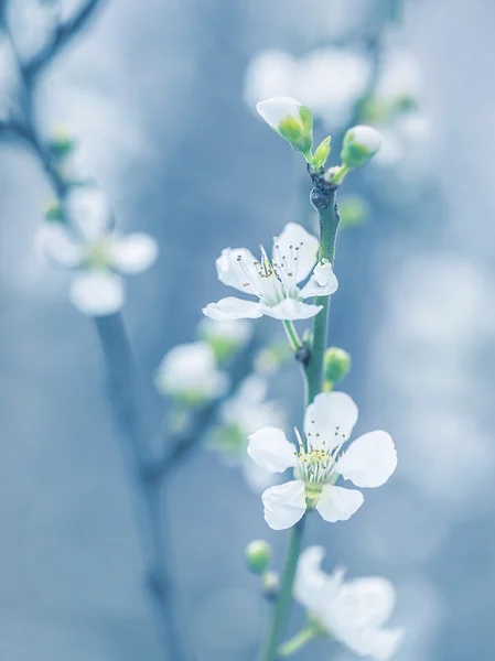 Blomstrende tre om våren – stockfoto