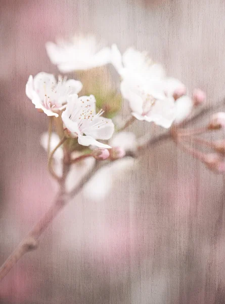 Kvetoucí strom vinobraní pozadí — Stock fotografie