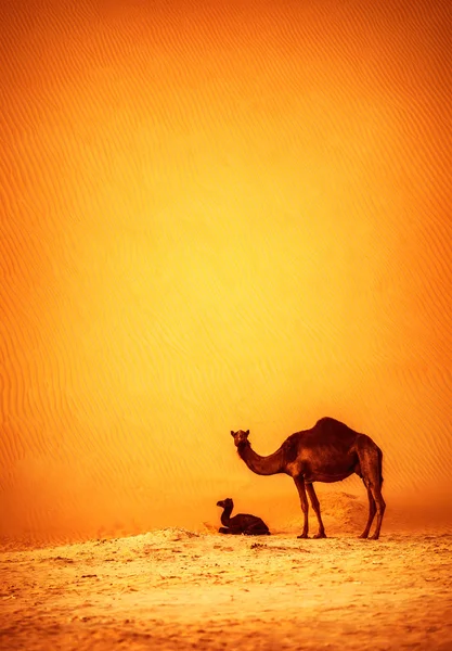 Famille des chameaux sauvages — Photo