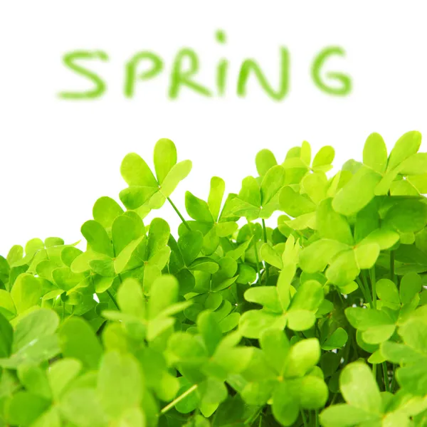 Green fresh clover border — Stock Photo, Image