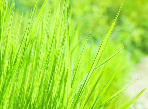 Fondo de hierba verde fresca — Foto de Stock