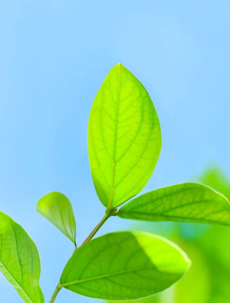 Fresh green tree leaves — Stock Photo, Image