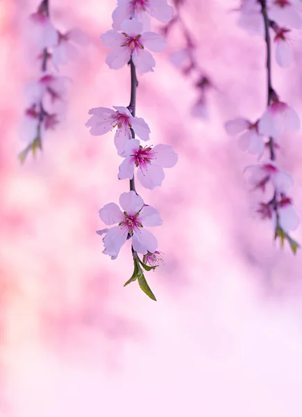 Flor de cerezo — Foto de Stock