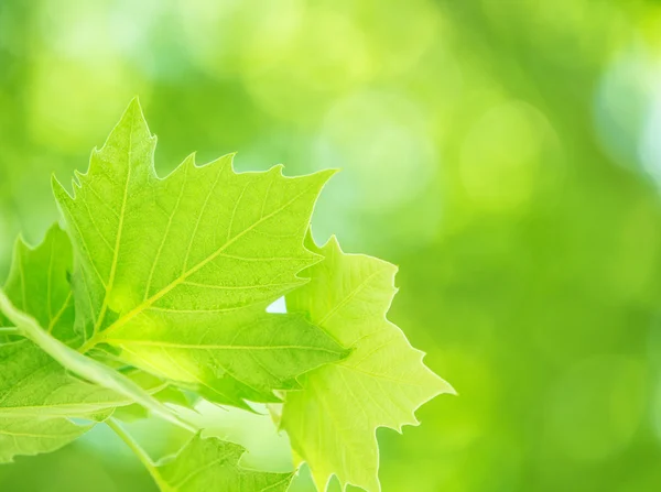 Świeże zielone tło liści — Zdjęcie stockowe