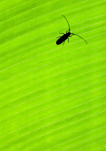 Fondo de hoja verde con un insecto — Foto de Stock