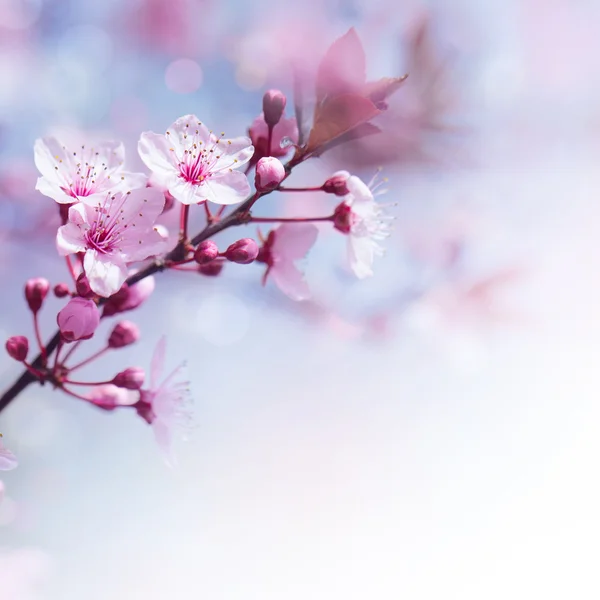 Fresh cherry flowers border — Stock Photo, Image