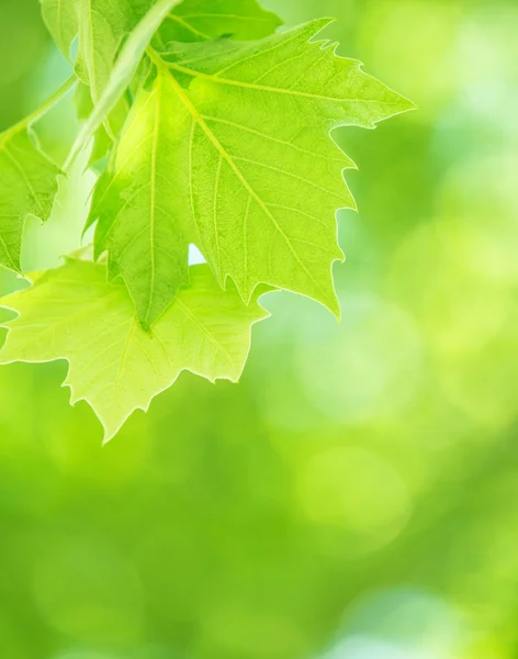 Čerstvé zelené listí pozadí — Stock fotografie