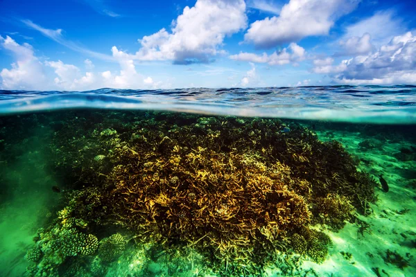 Jardín de coral bajo el agua —  Fotos de Stock