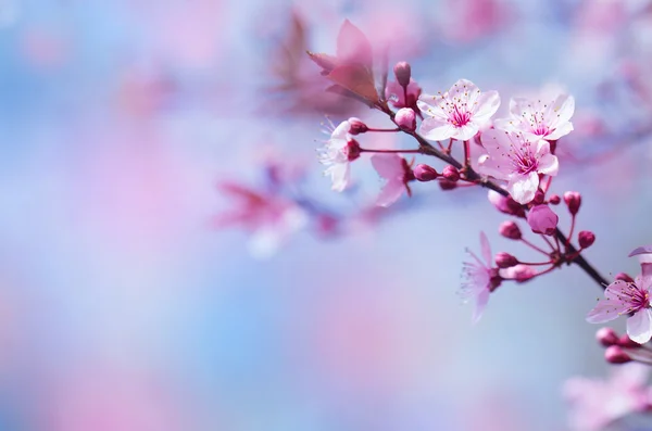 Beautiful cherry blossom — Stock Photo, Image