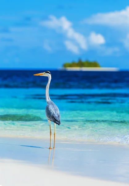 Grey heron on Maldives island — Stock Photo, Image
