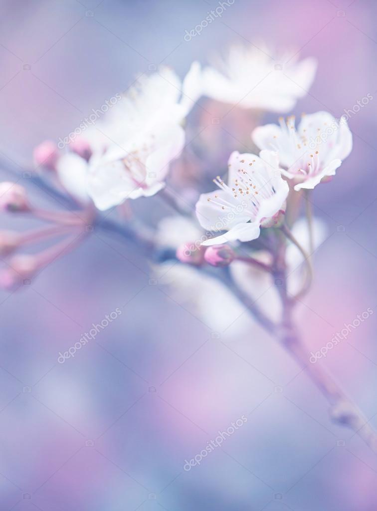 Floraison Du Jardin Japonais Sakura Photographie Annaom