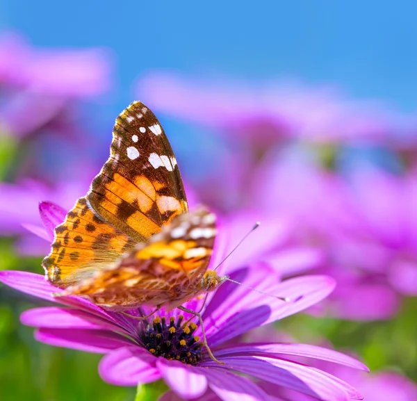 Borboleta bonita em flor roxa — Fotografia de Stock