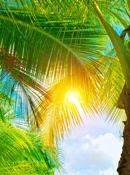 Fresh green palm tree — Stock Photo, Image