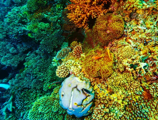 Underwater coral background — Stock Photo, Image