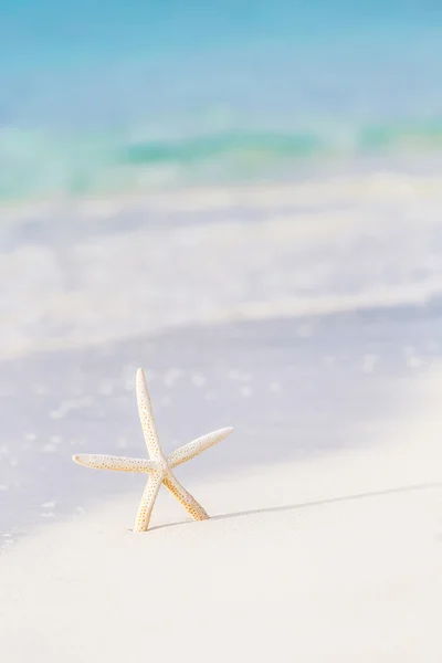 Cute sea star on seashore — Stock Photo, Image