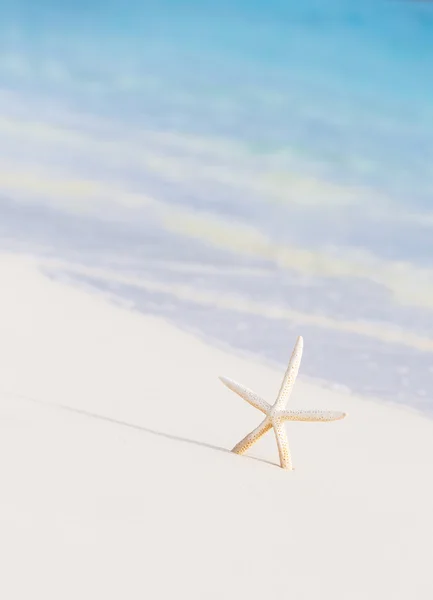 Cute little white sea star — Stock Photo, Image