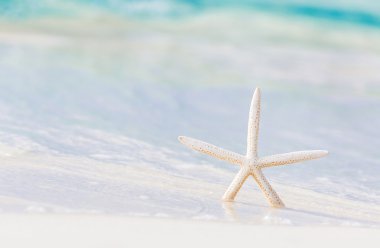 Sahilde küçük deniz yıldızı