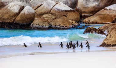 Güney Afrikalı vahşi penguenler