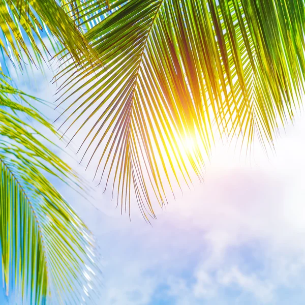 Bordo foglie di palma — Foto Stock