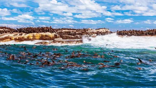 Дикие тюлени ЮАР — стоковое фото
