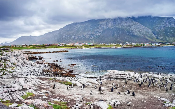 Pingüinos salvajes sudafricanos — Foto de Stock
