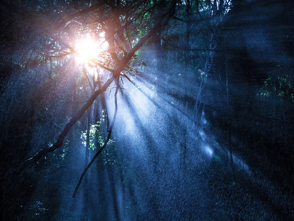 謎の熱帯雨林 — ストック写真