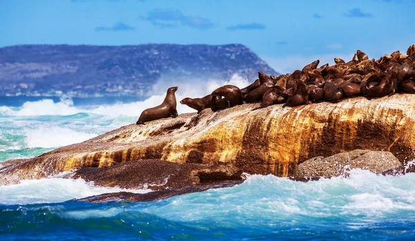 Wild South African seals — Stock Photo, Image