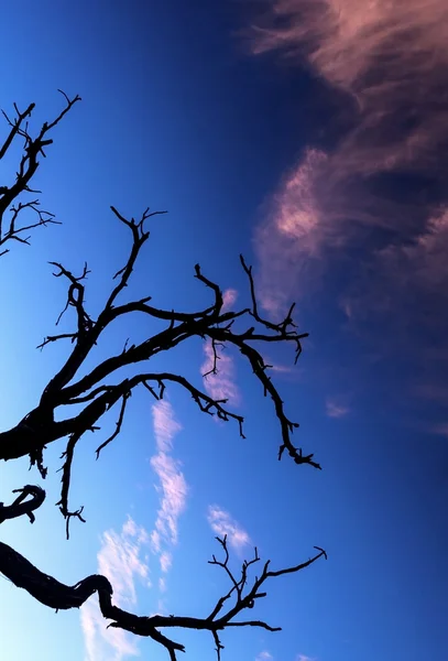 Alone dry tree — Stock Photo, Image