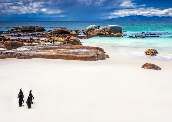 Wild South African penguins — Stock Photo, Image