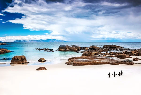 Wild South African penguins — Stock Photo, Image