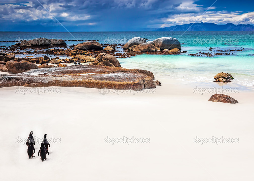 Wild South African penguins