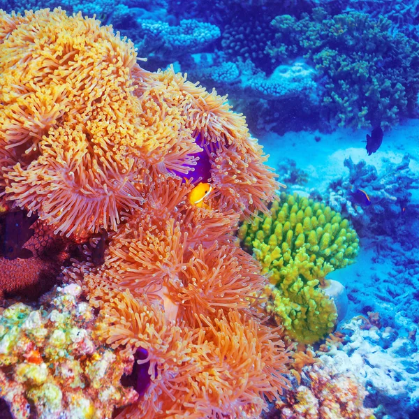 Peixe palhaço no jardim de coral — Fotografia de Stock