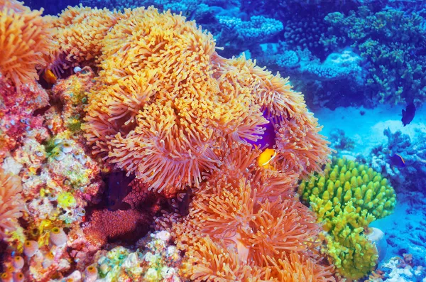 Peces payaso en el jardín de coral — Foto de Stock
