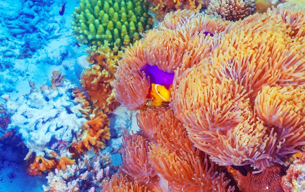 Clown fisk nära färgglada koraller — Stockfoto