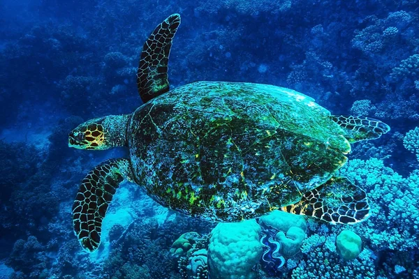 Große Schildkröte unter Wasser — Stockfoto