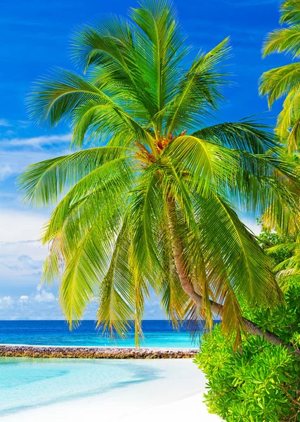 Beautiful tropical landscape — Stock Photo, Image